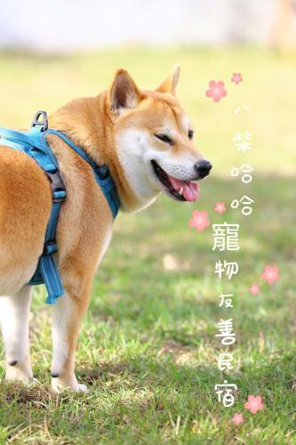八柴哈哈寵物友善民宿