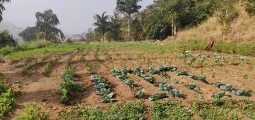 Shinde's Tikona Valley Farm