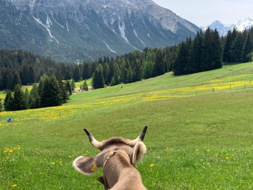 สภาพแวดล้อมโดยรอบ, Ferienwohnung 405 Haus Allod in เล็นเซอไฮเดอะ