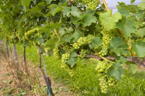 Frühstückspension Kleinschuster - image 14