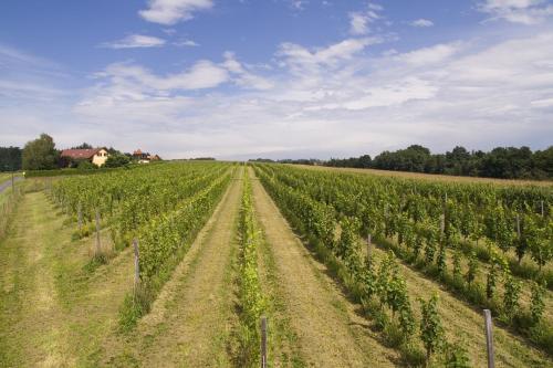 Frühstückspension Kleinschuster - image 11