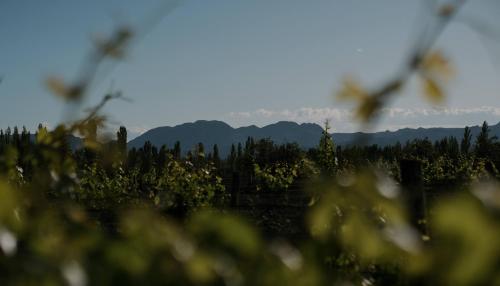 Cabañas Wine Life - Bodega 1920