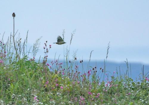 The Workshop- Eco Cottage by the Coastal Path