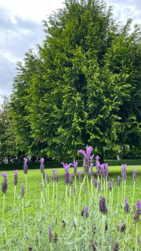 Fantail Garden