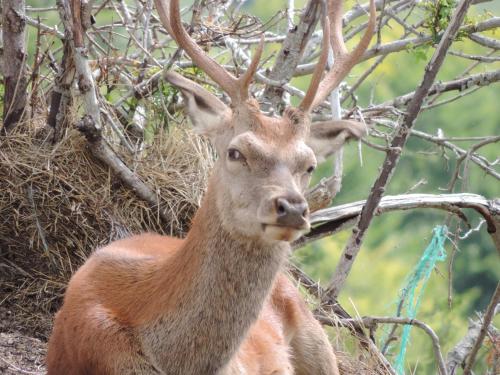 Albergo Del Sole - image 7