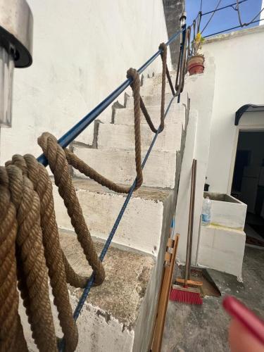  Fichi d india in Cellino San Marco