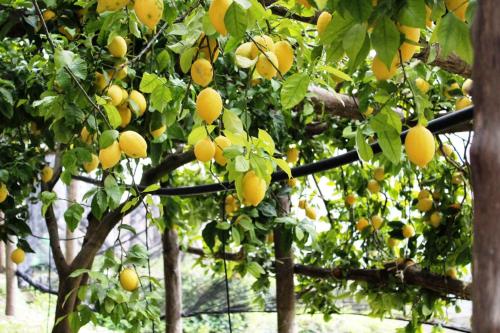 Poggio Angelarosa: Lemon Garden Stay&Relax