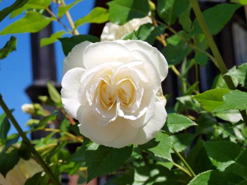 Hotel Chalet Swiss - image 11