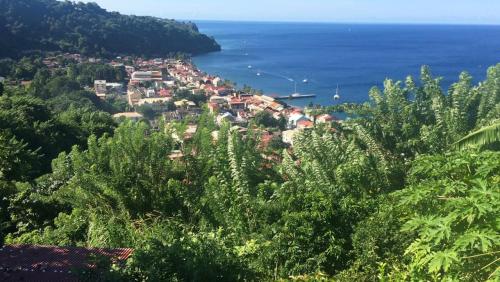 The Kapokier in Saint-Pierre