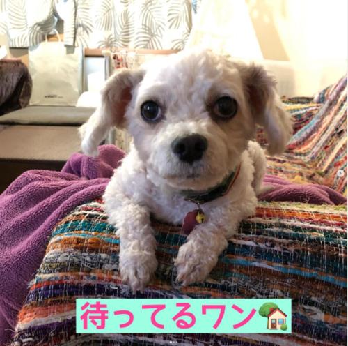 男性のみでの利用不可ーペット連れ歓迎 女性連れ専用ーotomari MUSUHIータイ古式マッサージや妊産婦ケアが受けられる 源泉掛け流し温泉側の宿 ドッグラン可, Takamacu (fotografie 8)