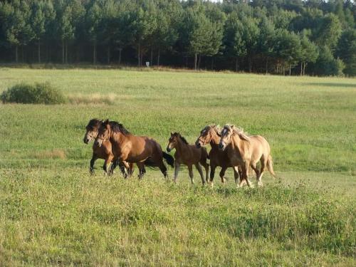 Agroturystyka Leśna Wyspa