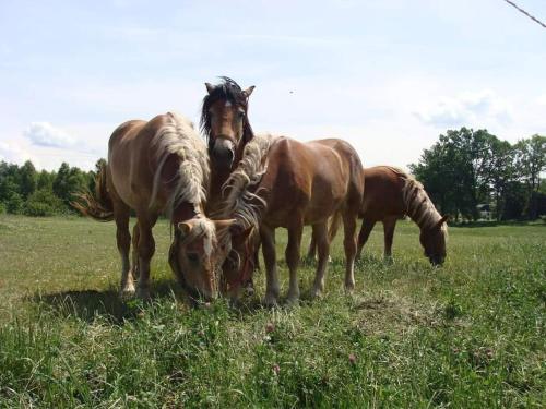 Agroturystyka Leśna Wyspa