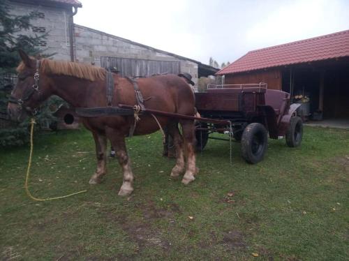 Agroturystyka Leśna Wyspa