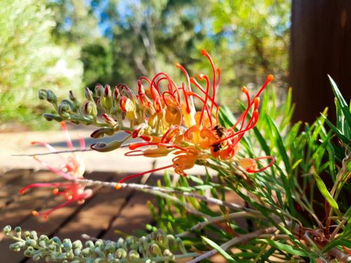 Forest Trails House, Dwellingup