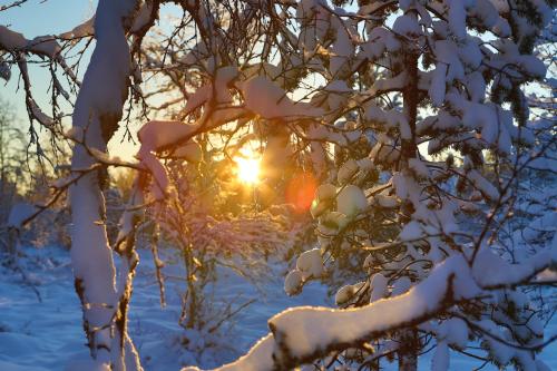 Wilderness Hotel Muotka & Igloos - image 13