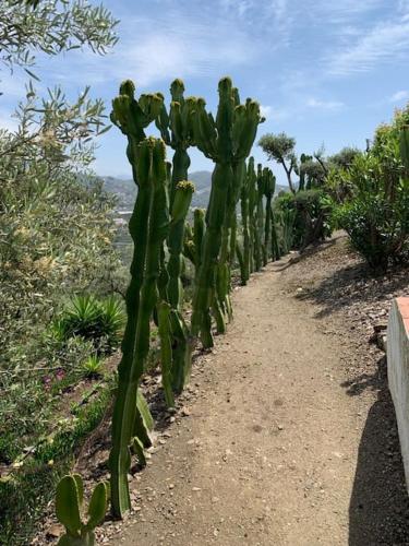 Finca el Cisne, Torrox (50 km van Malaga)