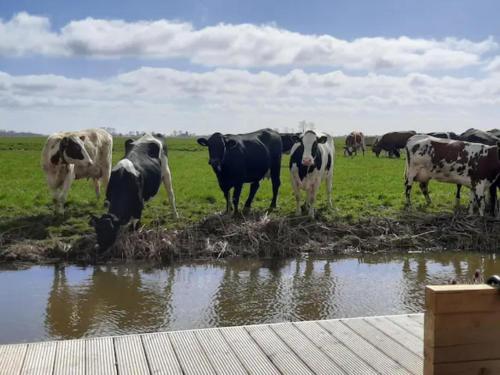 Prive jacuzzi cows dairyfarm relaxing sleeping