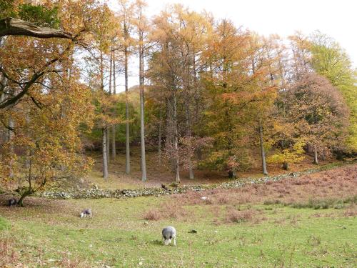 Hazel - Woodland Cottages - main image