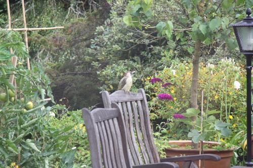 White Lodge B&B - image 5