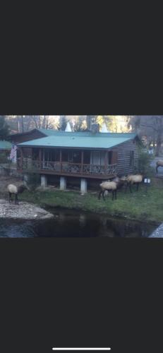 Qualla Cabins and Motel Cherokee near Casino