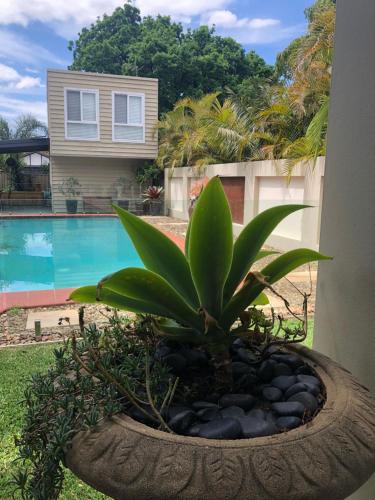 Swimming pool, Guesthouse with Pool & BBQ - 10 kms from CBD in Marrickville