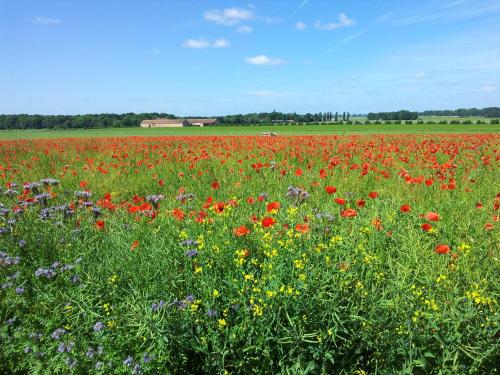 A környék, Ferme d'Orsonville Gîte (Ferme d'Orsonville Gite) in Villiers-en-Biere (Ile-de-France)