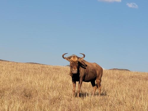 Buffalo Hills Private Game Reserve