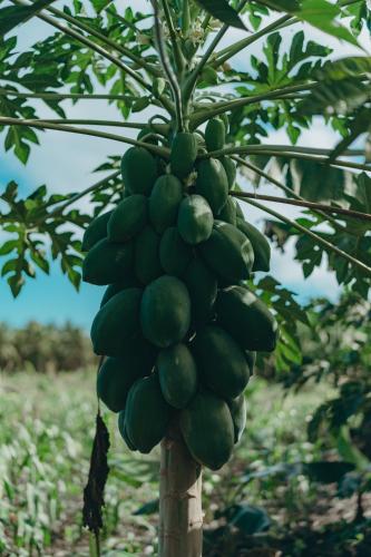 Samana Ecolodge Samana Ecolodge