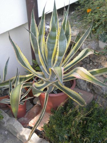 Civico 493 B'n'B - image 7