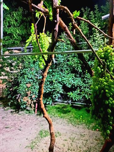 Colibri Traditional Guest house Samarkand Uzbekistan