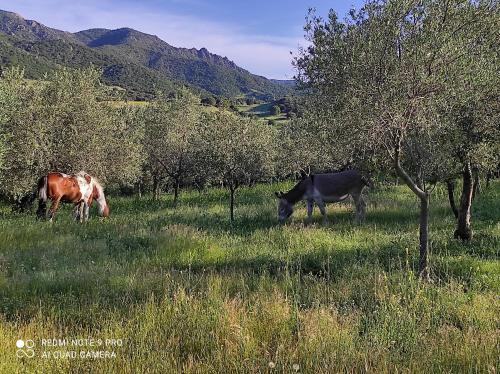  Agriturismo Asara in Padru