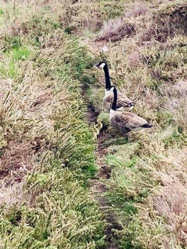 Granite Country Cottage west of Penzance in แซนครีด