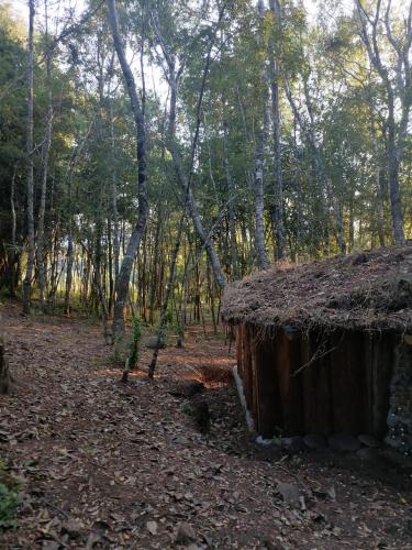 Cabaña Amor de los Tronquitos, Camino Villarrica