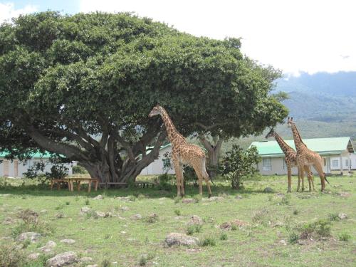 Instalaciones, Hillside Retreat – Africa Amini Life in Arusha