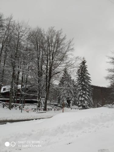 Casa nel bosco