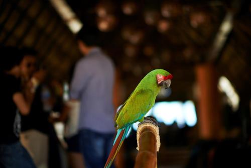 Las Palmas by the Sea All Inclusive - image 3