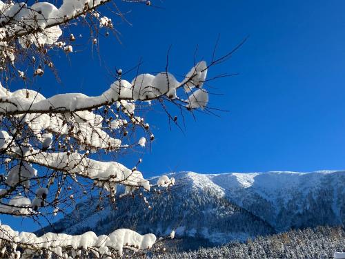  Teichwies´n Alm Wilde Wunder Card in Lackenhof