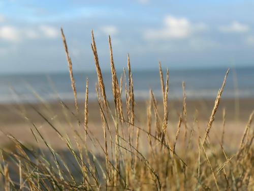 Olympia 5 - Oostduinkerke, Oostduinkerke (foto 4)