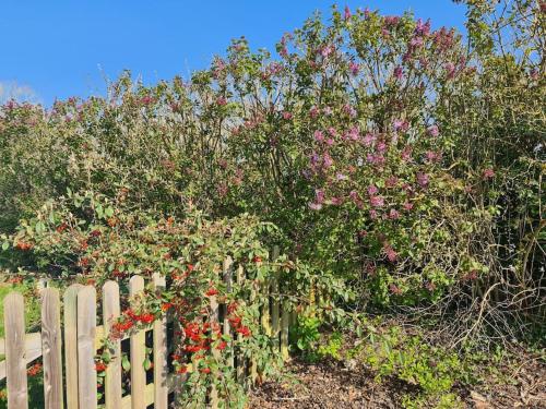 Brisley North Norfolk cosy cottage garden pub and walks