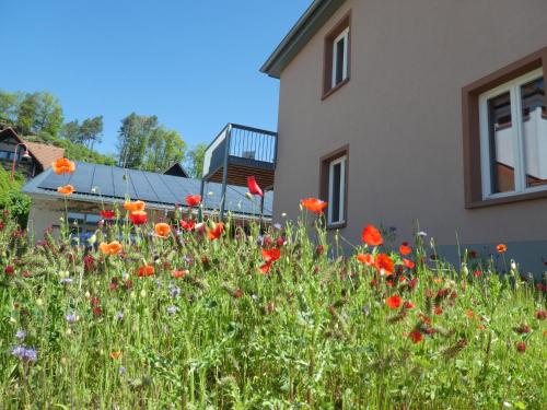 Dārzs, Apartments in Fischbach bei Dahn - Pfälzerwald 42914 (Apartments in Fischbach bei Dahn - Pfalzerwald 42914) in Schonau Pfalz