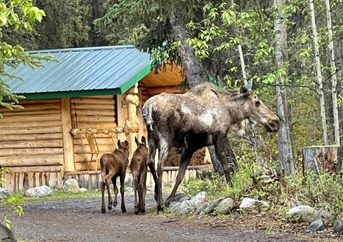 Carlo Creek Cabins