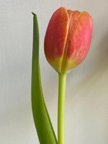  Il Tulipano in Cibottola