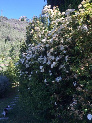Seaside villa between Portofino and Cinque Terre