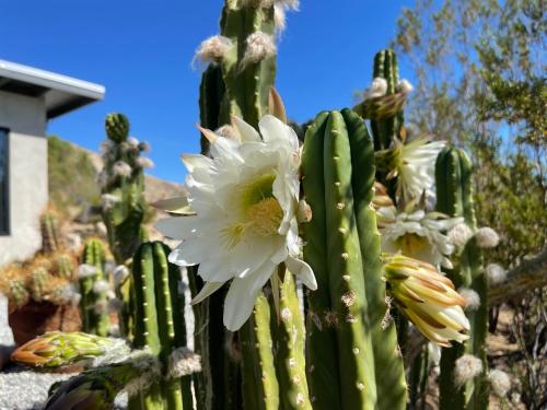 Verdins Nest - Romantic Retreat with Hot Tub Under the Stars! home in Morongo Valley, USA