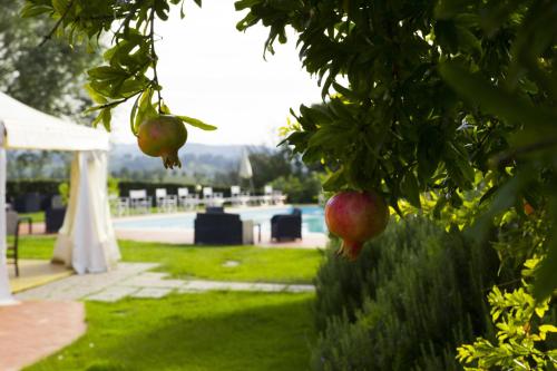 Agriturismo Marrucola - image 14