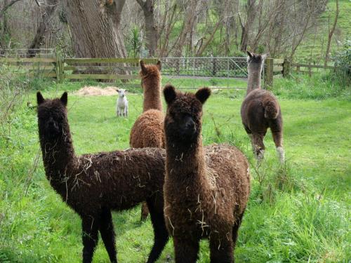 Tinui Food Forest Cottage in Whakataki