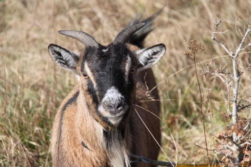 Gîte à la campagne groupe et famille 3 chambres Espace Jacuzzi hammam SPA (Gite a la campagne groupe et famille 3 chambres Espace Jacuzzi hammam SPA) in Lorris