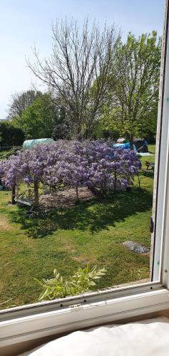 Wisteria House