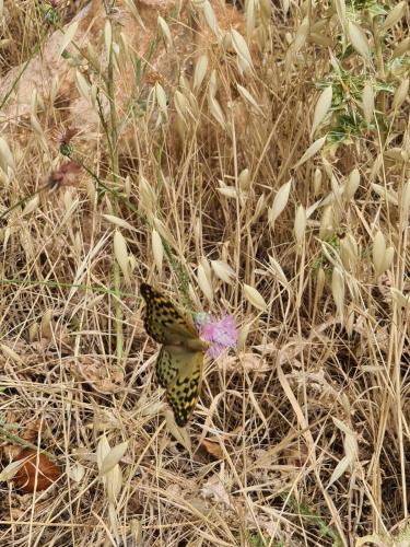 La pommeraie d'Ifrane