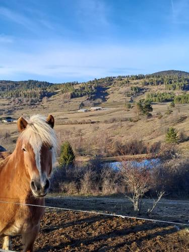 Cabane randonneur au camping